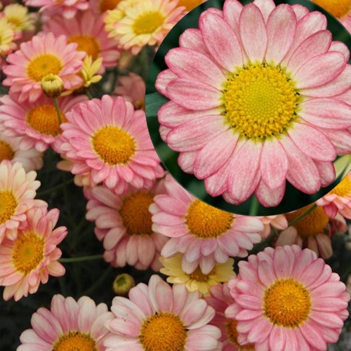 Argyranthemum frutescens 'Aramis® Apricot' - Põõsas-hõbekakar 'Aramis® Apricot' P9/0,55L